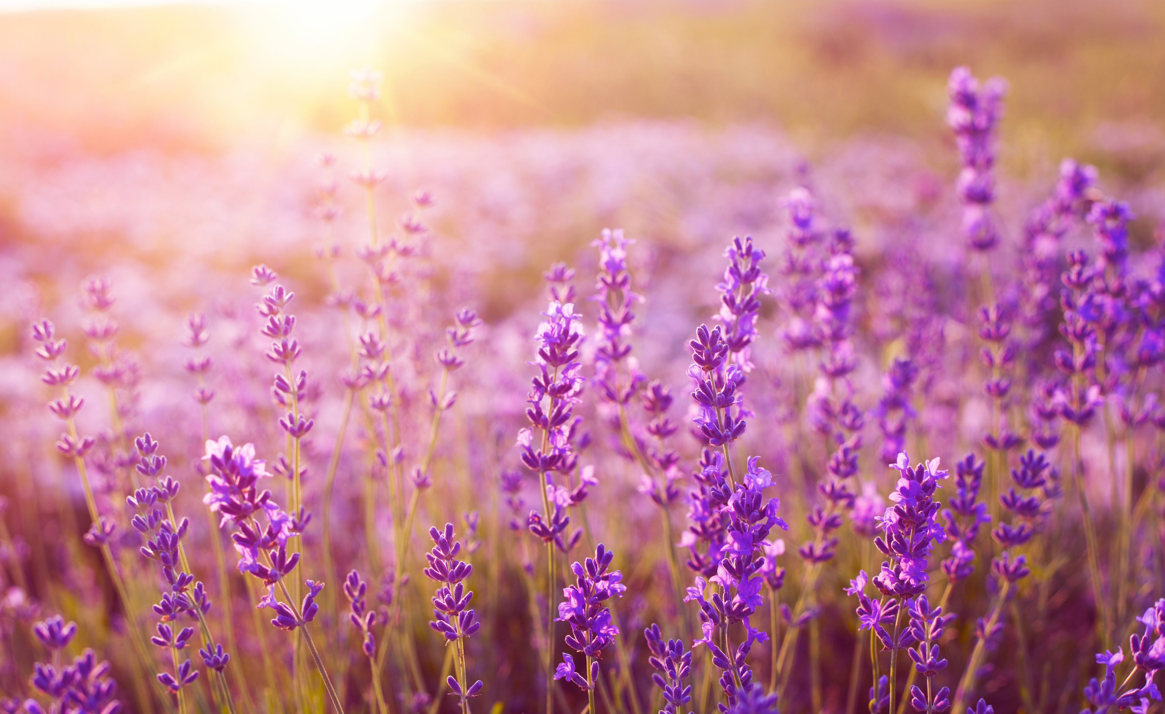 Lavender Foaming Hand Soap