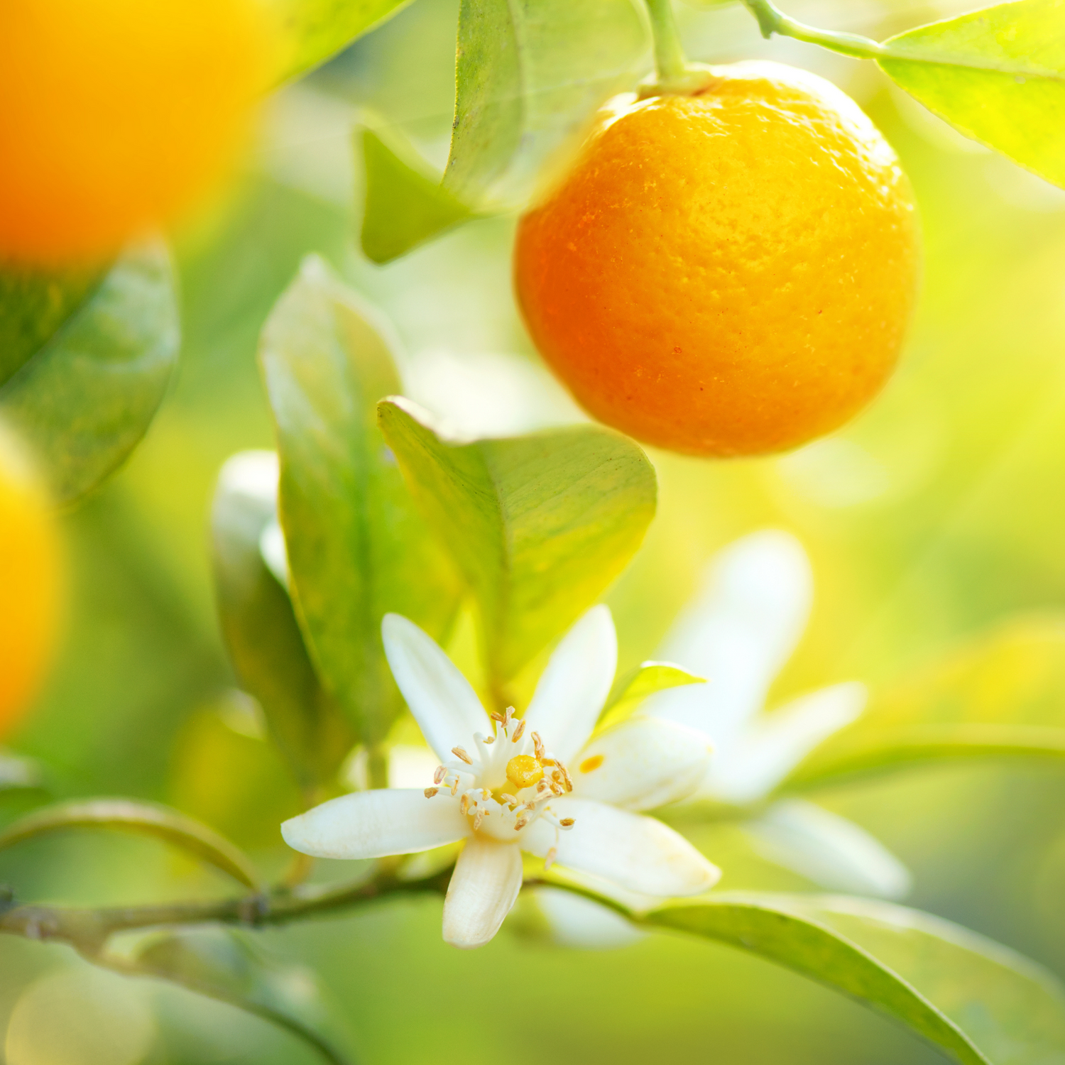 Citrus Foaming Hand Soap